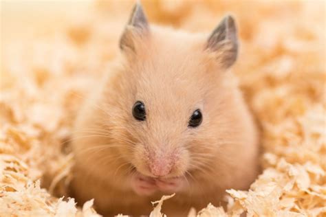 pet smart hamsters|petsmart hamsters for adoption.